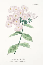 Phlox Acuminata, Tavola XXXIV, da L