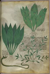 Piante con grandi foglie larghe. Un serpente, 1440 circa (inchiostro e colore su pergamena)