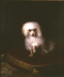 Barboncino su un cuscino