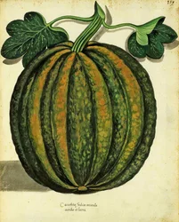 Zucca di Ulisse Aldrovandi, pubblicata in Piante Fiori Frutti