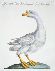 Cigno