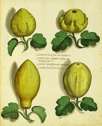 Varietà di zucca antica di Ulisse Aldrovandi