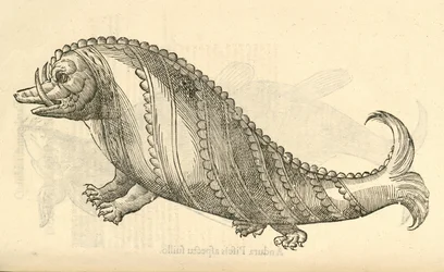 illustrazione di Aper Marinus Cetaceus dalla Storia dei Mostri di Aldrovandi, 1642