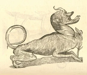 illustrazione di Canis monstroso capite dalla Storia dei Mostri di Aldrovandi, 1642