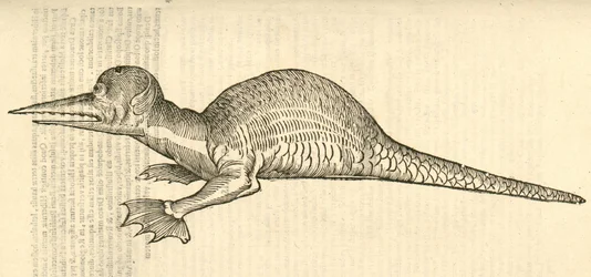 illustrazione di Draco marinus monophthalmos bipes dalla Storia dei Mostri di Aldrovandi, 1642
