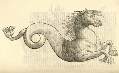illustrazione di Equus marinus monstrosus dalla Storia dei Mostri di Aldrovandi, 1642