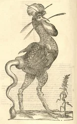 illustrazione di Gallus monstrosus dalla Storia dei Mostri di Aldrovandi, 1642