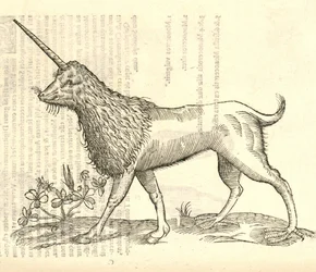 illustrazione di un Camphurch dalla Storia dei Mostri di Aldrovandi, 1642