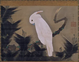 Cacatua bianco su un ramo di pino