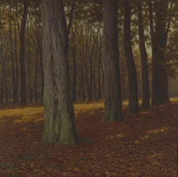 Paesaggio boscoso
