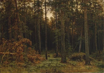 Pineta, 1885