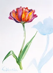 Tulipano