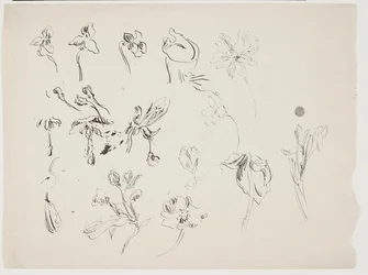 Schizzi di fiori