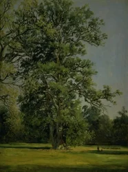 Una quercia. Vista del giardino a Wörlitz vicino a Dessau
