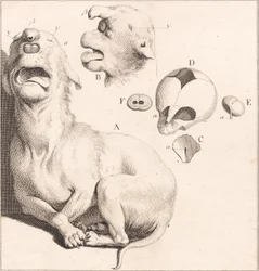 Un cucciolo di cane deforme
