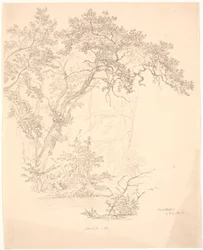 Alberi