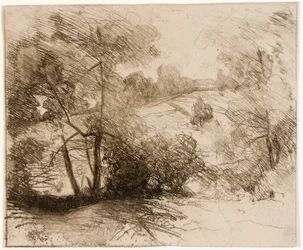 Salici