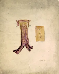 Studio di trachee