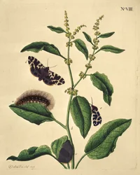 Farfalle, bruchi e piante: Plate VIII di J. Dutfield