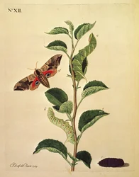 Farfalle, bruchi e piante: Piastra XII di J.Dutfield