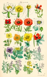 Pagina di illustrazioni a colori da Fiori Selvatici Britannici dopo un