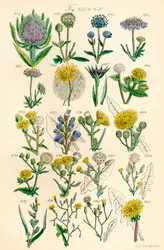 Pagina di illustrazioni a colori da British Wild Flowers dopo un