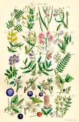 Pagina di illustrazioni a colori da British Wild Flowers dopo un