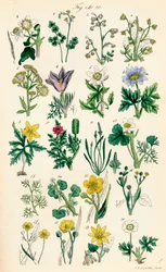 Pagina di illustrazioni a colori da British Wild Flowers dopo un