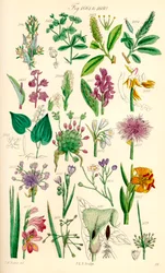 Pagina di illustrazioni a colori da British Wild Flowers dopo un