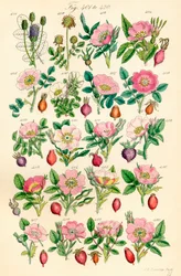 Pagina di illustrazioni a colori da British Wild Flowers