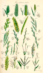 Pagina di illustrazioni a colori da British Wild Flowers