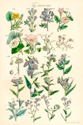 Pagina di illustrazioni a colori da British Wild Flowers