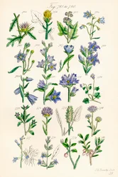 Pagina di illustrazioni a colori da British Wild Flowers