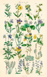 Pagina di illustrazioni a colori da British Wild Flowers dopo un