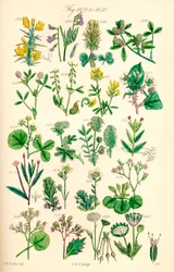 Pagina di illustrazioni a colori da British Wild Flowers dopo un