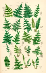 Pagina di illustrazioni a colori da British Wild Flowers dopo un