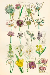 Pagina di illustrazioni a colori da British Wild Flowers dopo un