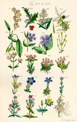 Pagina di illustrazioni a colori da British Wild Flowers dopo un