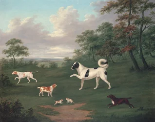 Cani da caccia in un paesaggio