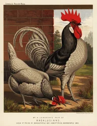 Polli andalusi