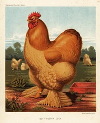 Gallo Cochin fulvo