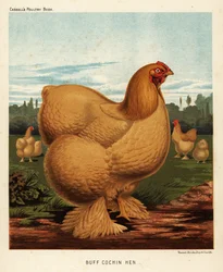 Gallina Cochin fulva