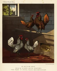 Bantam orlata d