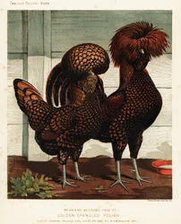 Gallo e gallina polacchi dorati a macchie