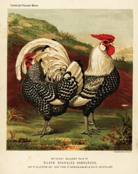Gallo e gallina Hamburgh argentato a macchie