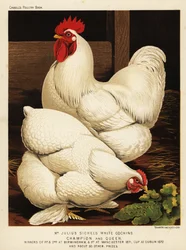 Gallo e gallina Cocincina bianchi