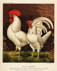 Livornesi bianchi, gallo e gallina