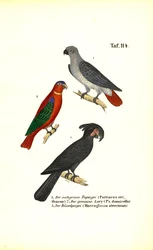 Pappagallo cenerino, lori e cacatua delle palme