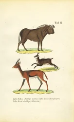 Animali selvatici africani