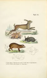 Agouti, lepre e coniglio